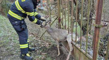 Hasiči v Jaroslavicích vysvobodili zraněného srnce z kovové pasti