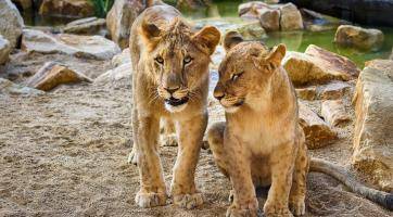 Zoo Zlín zve děti na jarní prázdniny, největším lákadlem je vstupné za 40 korun