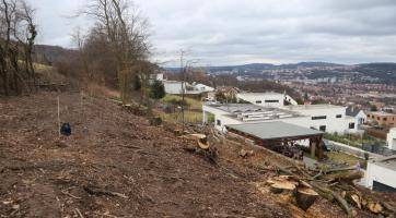 Na Boněckých pasekách ve Zlíně někdo pokácel vzrostlé stromy