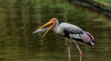 Zlínská zoo se zapojí do ochrany mokřadů. O jejich důležitosti poučí i veřejnost
