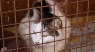 Kyjov i letos podporuje kastrace koček