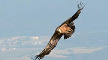 Foto: Gradimir Yovchev