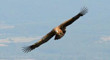 Foto: Gradimir Yovchev