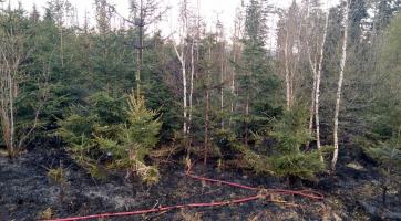 U obce Liptál na Vsetínsku hořel mladý les