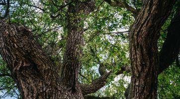 Foto: Tomáš Kalous