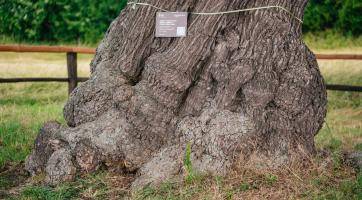 Foto: Tomáš Kalous