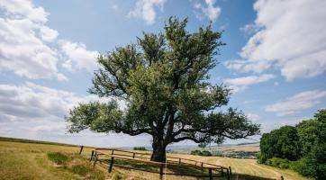 Foto: Tomáš Kalous