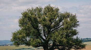 Foto: Tomáš Kalous