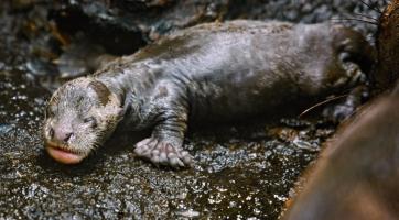 Foto: archiv Zoo Zlín