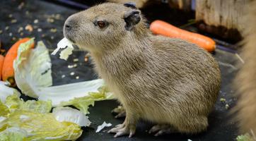 Ve zlínské zoo se narodily malé kapybary