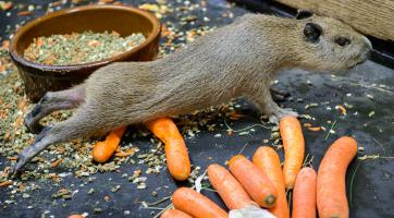 Ve zlínské zoo se narodily malé kapybary
