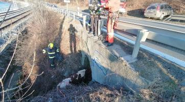 Hasiči zachraňovali uvízlé tele z koryta potoku