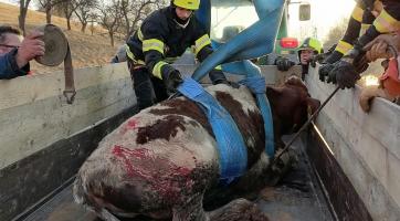 Hasiči zachraňovali uvízlé tele z koryta potoku