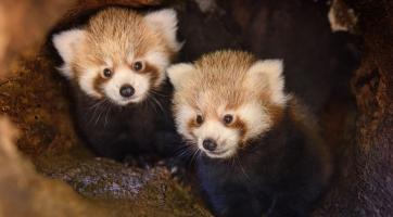 Foto: Archiv Zoo Zlín