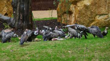 Foto: archiv Zoo Zlín