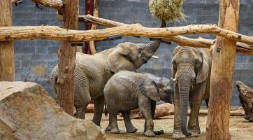 Foto: Zoo Zlín