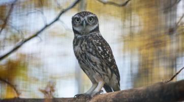 Foto: archiv Zoo Zlín