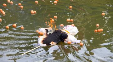 Foto: Milan Mikšík