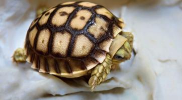 Foto: Archiv Zoo Zlín