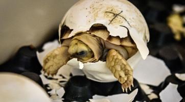 Foto: Archiv Zoo Zlín