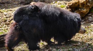 Foto: Archiv Zoo Zlín