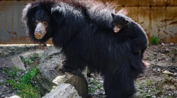 Foto: Archiv Zoo Zlín
