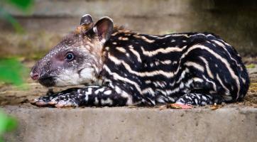 ​​​​​​​Foto: Archiv Zoo Zlín