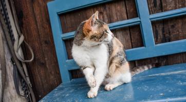 Foto: Kateřina Nosková