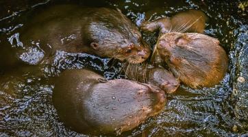 Foto: archiv Zoo Zlín