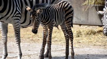 Zoo hlásí nové přírůstky, gibona i zebru