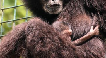 Zoo hlásí nové přírůstky, gibona i zebru