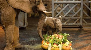 Afričák slaví půl roku! Při této příležitosti dostal krásné nové jméno