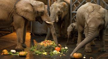 Afričák slaví půl roku! Při této příležitosti dostal krásné nové jméno