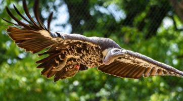 Foto: archiv Zoo Zlín