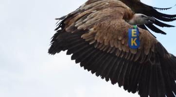 Foto: Gradimir Yovchev