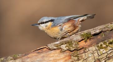 Vlaďka Šuráňová