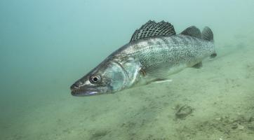 Rostislav Štefánek