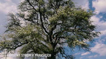 Památný strom v Prakšicích