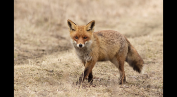 Veronika Šuráňová