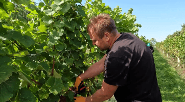 Amatérský vinař Ivan Maršálek: Na Ukrajinu nejezdím, nemám čas... 