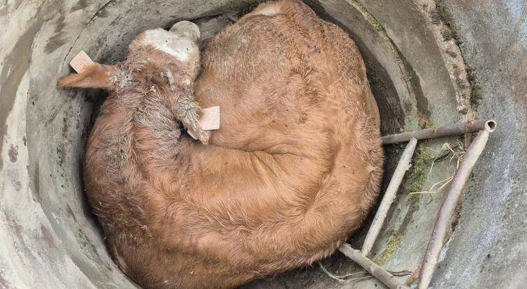 Na Vsetínsku spadl býk do skruže. Zachránili ho hasiči