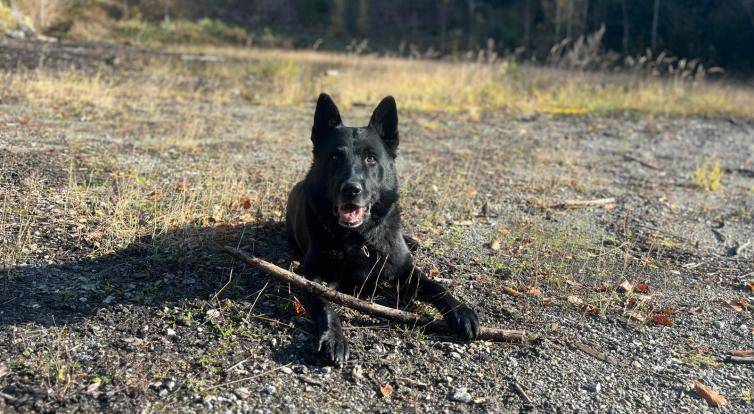 Zraněného a podchlazeného seniora našel v lese policejní pes Small