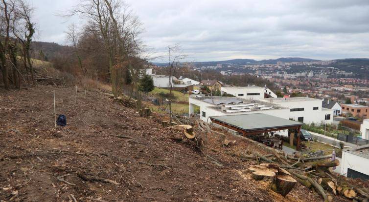 Na Boněckých pasekách ve Zlíně někdo pokácel vzrostlé stromy