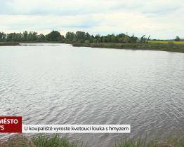 U koupaliště vyroste kvetoucí louka s hmyzem