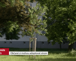 Občané Hodonína si mohou adoptovat strom