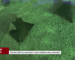 Zlínská ZOO se rozrostla o 4 mláďata siby ománské