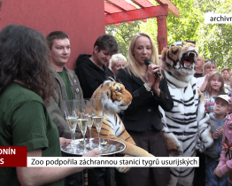 Zoo podpořila záchrannou stanici tygrů usurijských