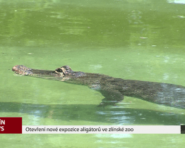 Otevření nové expozice aligátorů ve zlínské zoo