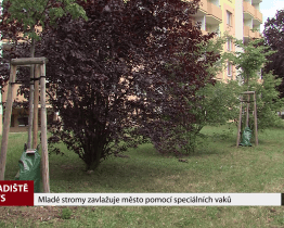 Mladé stromy zavlažuje město pomocí speciálních vaků