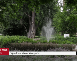 Výsadba v zámeckém parku